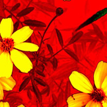 稳定运行可靠的DDOS网页端